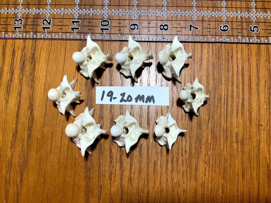 Real Python Vertebrae - Etsy