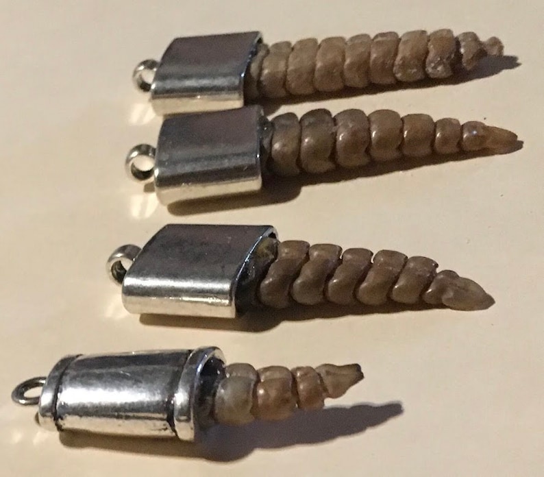 CAPS for Claws Teeth & Rattlers Etsy