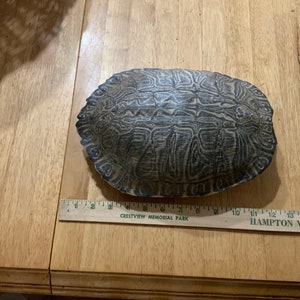 JUMBO Red-Ear Slider Turtle Shells
