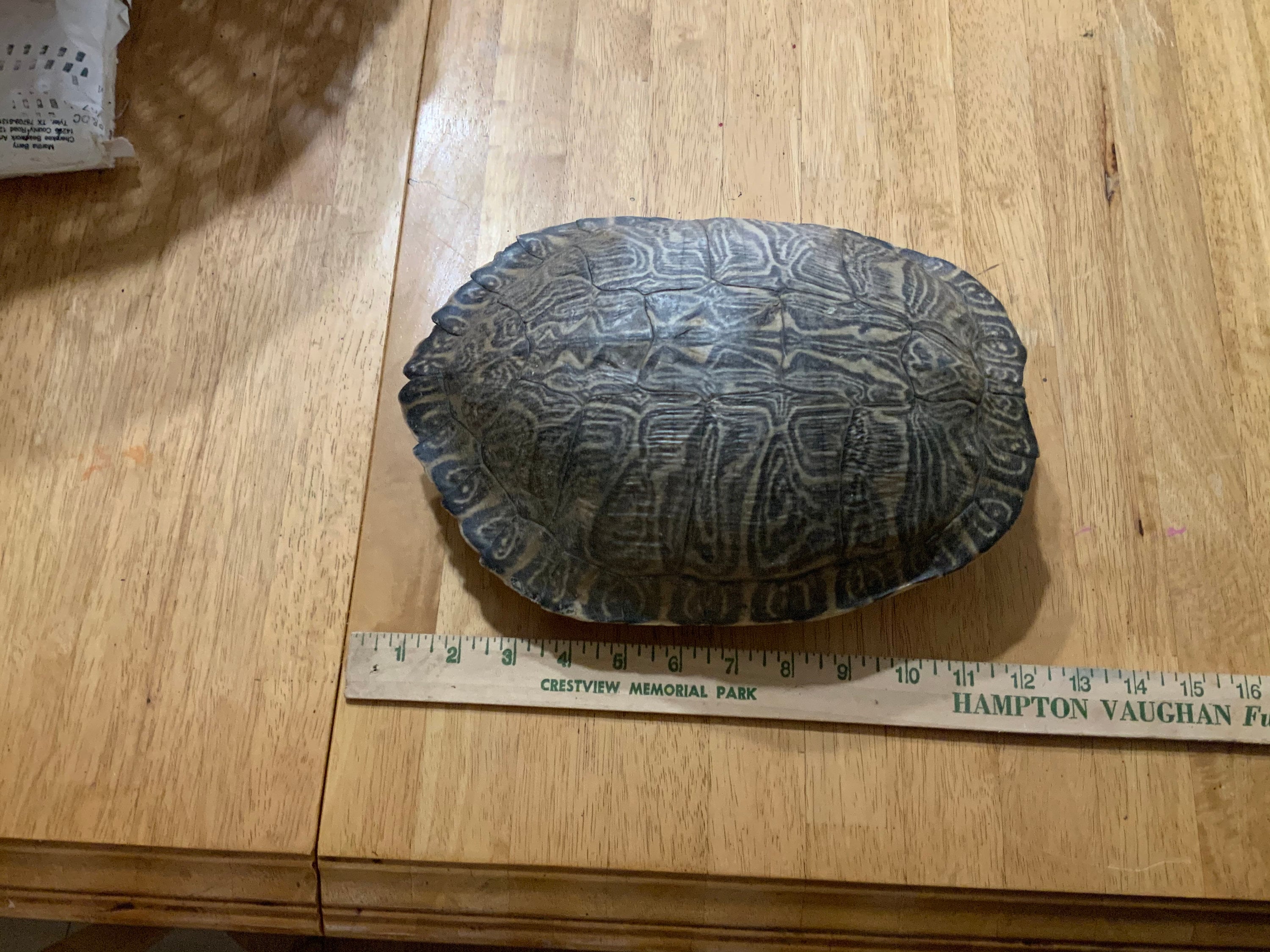 JUMBO Red-ear Slider Turtle Shells - Etsy