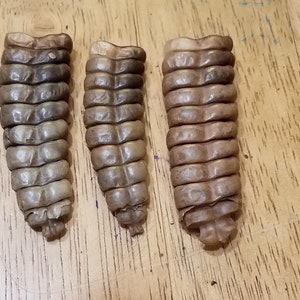 BIG Rattlesnake Rattles ~ Western Diamondback Rattlesnake - Etsy