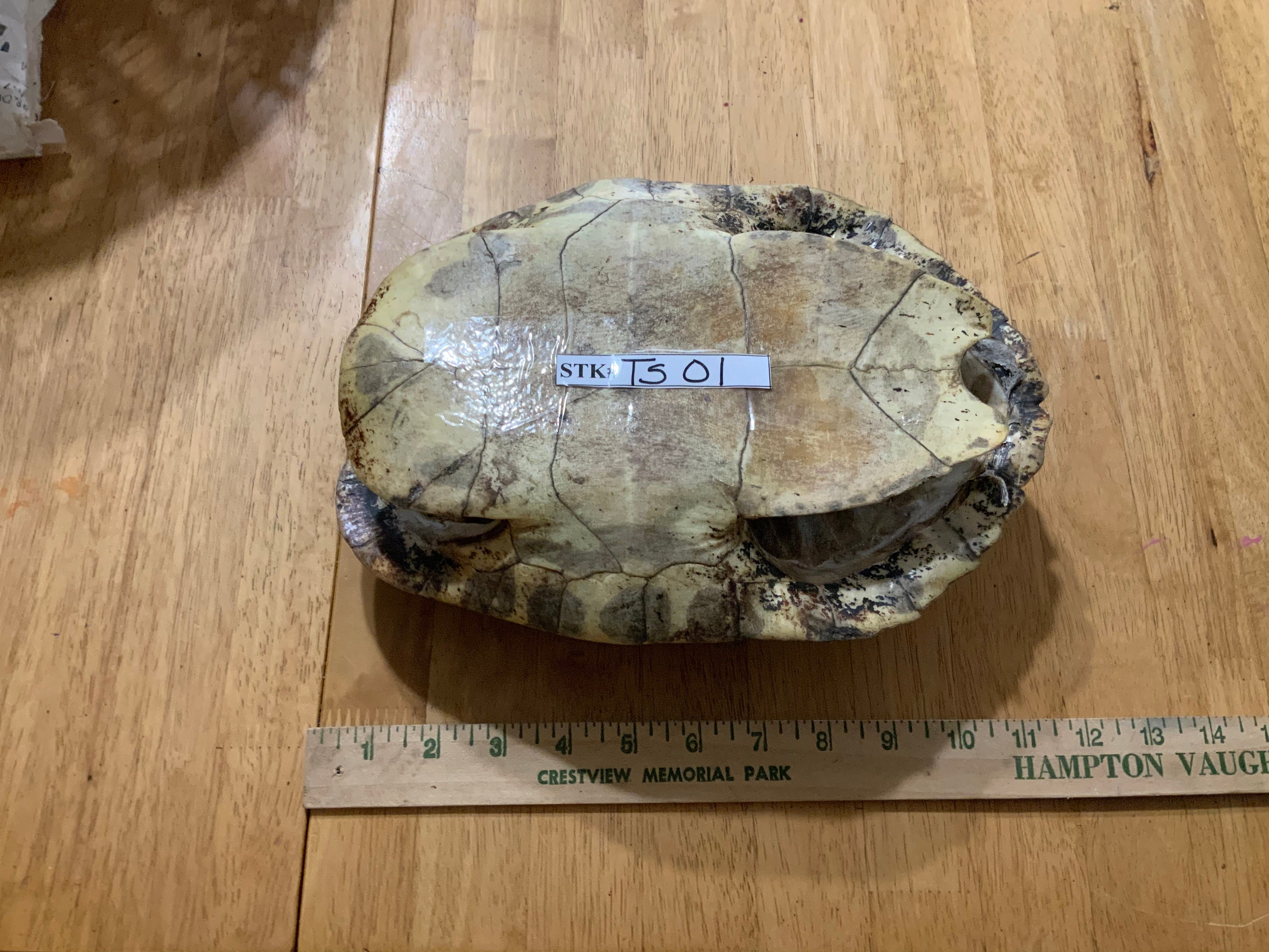JUMBO Red-ear Slider Turtle Shells - Etsy