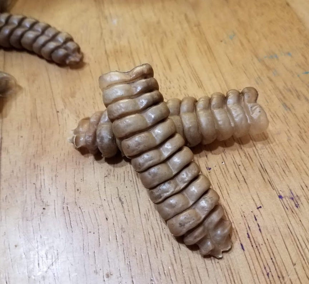 BIG Rattlesnake Rattles ~ Western Diamondback Rattlesnake - Etsy