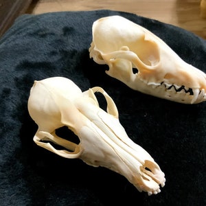 LARGE COYOTE SKULLS