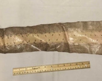 May include: A long, tan snakeskin with a brown pattern. The skin is about 24 inches long and has a smooth texture.
