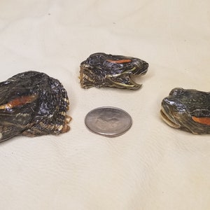 Red Eared Slider Turtle FREEZEDRIED HEADS & FEET