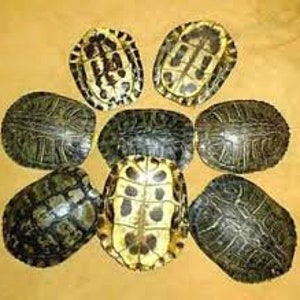 Red-eared Slider Turtle Shells