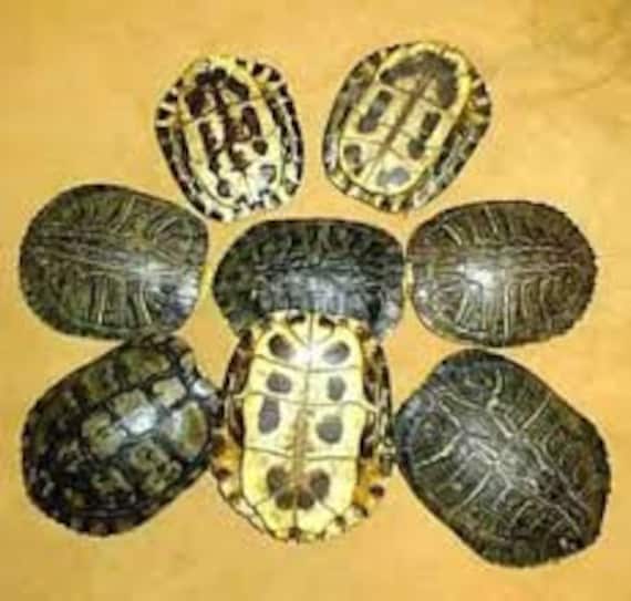Redeared Slider Turtle Shells Etsy