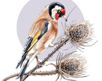 Goldfinch and Thistles Print - Ink & Watercolour Illustration - Garden Bird on Dried Eryngium Flowers - Bird Lovers Gift - Wildlife Wall Art