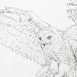 Snowy Owl Original Ink Drawing - Nip Pen Illustration of a White Owl - Hedwig - Artic Bird Art - Ghost Owl - Birdwatchers Gift Bird of Prey