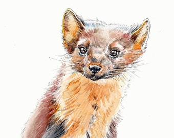 Pine Marten Print - Weasel Drawing - Print of an original Watercolour of a Pine Marten - Scottish Wildlife - Endangered Forest Animal Print