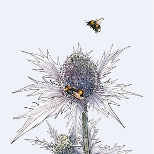 Sea Holly & Bee Print - Thistle Bumblebee Ink Drawing - Scottish Flower - Eryngium - Purple Flowers - Bee and Flowers Watercolour - Scotland