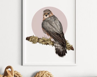 Merlin Print - From an original illustration - Birds of Prey Lover's Gift - British Wildlife Art