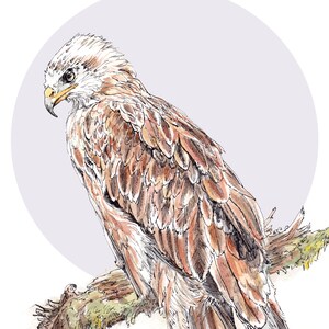 Red Kite Print Scottish Bird of Prey British Wildlife Watercolour Raptor Print Bird Watchers Gift Endangered Species of Scotland image 2