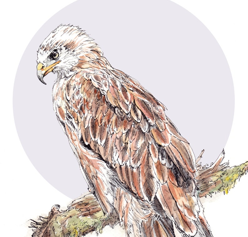 red kite drawings red kite drawings