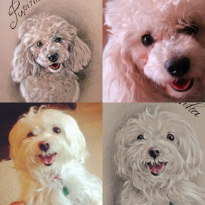 Puede incluir: Un collage de cuatro im&aacute;genes con perros blancos y esponjosos. La imagen superior izquierda muestra un caniche blanco con la nariz marr&oacute;n y los ojos marrones. La imagen superior derecha muestra un caniche blanco con la nariz rosa y los ojos marrones. La imagen inferior izquierda muestra un malt&eacute;s blanco con la nariz rosa y los ojos marrones. La imagen inferior derecha muestra un caniche blanco con la nariz rosa y los ojos marrones.