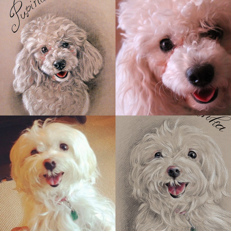 Puede incluir: Un collage de cuatro im&aacute;genes con perros blancos y esponjosos. La imagen superior izquierda muestra un caniche blanco con la nariz marr&oacute;n y los ojos marrones. La imagen superior derecha muestra un caniche blanco con la nariz rosa y los ojos marrones. La imagen inferior izquierda muestra un malt&eacute;s blanco con la nariz rosa y los ojos marrones. La imagen inferior derecha muestra un caniche blanco con la nariz rosa y los ojos marrones.