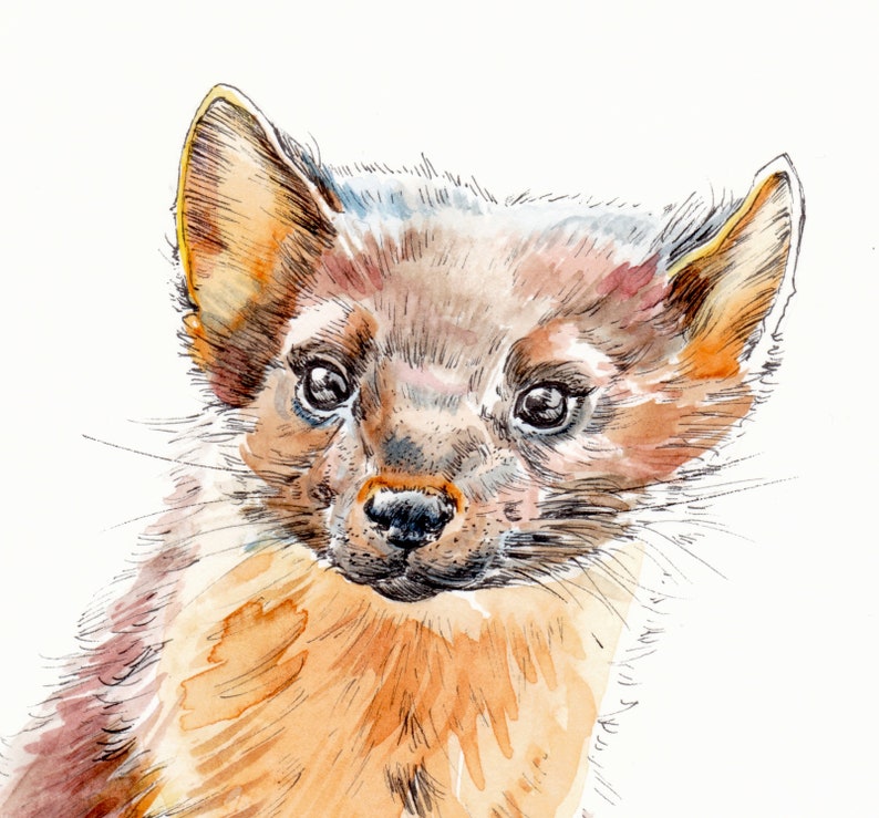 May include: A watercolor painting of a brown and white marten with a curious expression. The marten's fur is detailed with soft brushstrokes, and its eyes are large and dark.