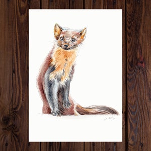 May include: Watercolor painting of a brown and black pine marten sitting on a white background. The marten has a long, bushy tail and a pointed snout.