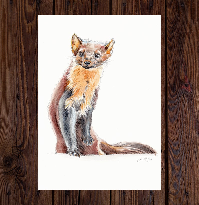 May include: Watercolor painting of a brown and black pine marten sitting on a white background. The marten has a long, bushy tail and a pointed snout.