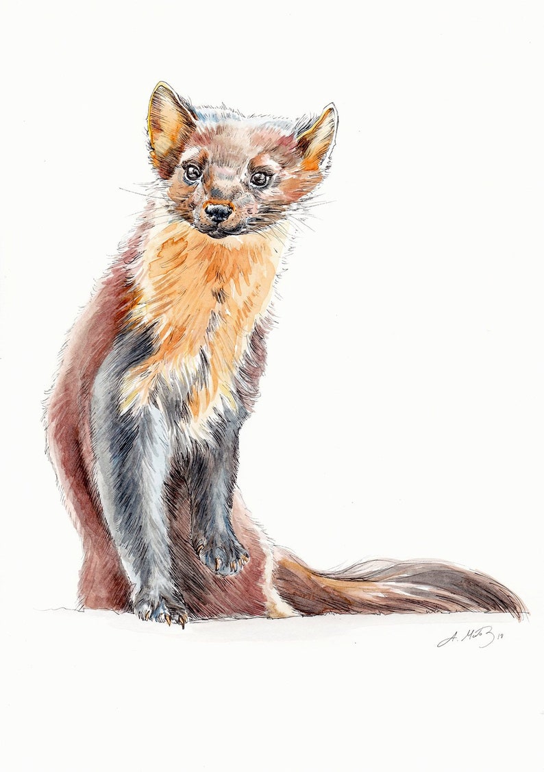May include: Watercolor painting of a brown and black pine marten standing on a white background. The marten has a long, bushy tail and a white patch on its chest.
