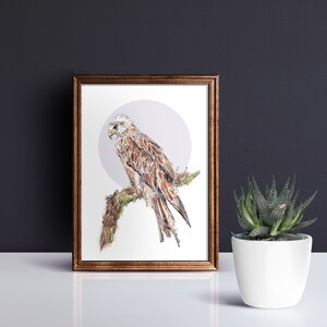 Red Kite Print Scottish Bird of Prey British Wildlife Watercolour Raptor Print Bird Watchers Gift Endangered Species of Scotland image 3