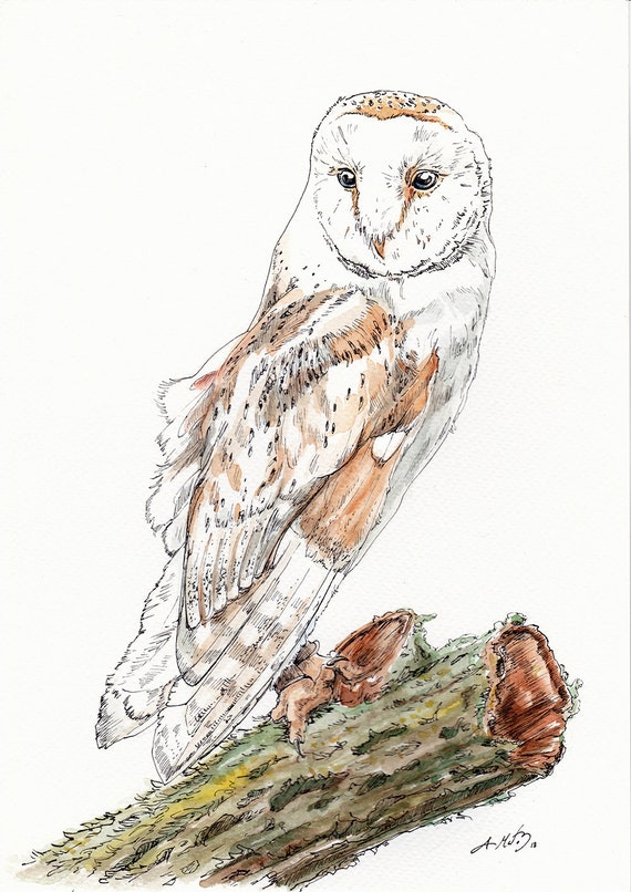 Barn Owl Print Owl Giclee Art Print Of An Original Owl Etsy