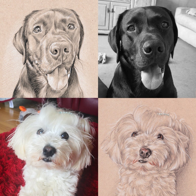 Puede incluir: Un collage de cuatro im&aacute;genes con dibujos de perros. La imagen superior izquierda muestra un dibujo en blanco y negro de un Labrador Retriever. La imagen superior derecha muestra una foto en blanco y negro de un Labrador Retriever. La imagen inferior izquierda muestra un dibujo a color de un perro malt&eacute;s blanco. La imagen inferior derecha muestra un dibujo a color de un perro malt&eacute;s blanco.