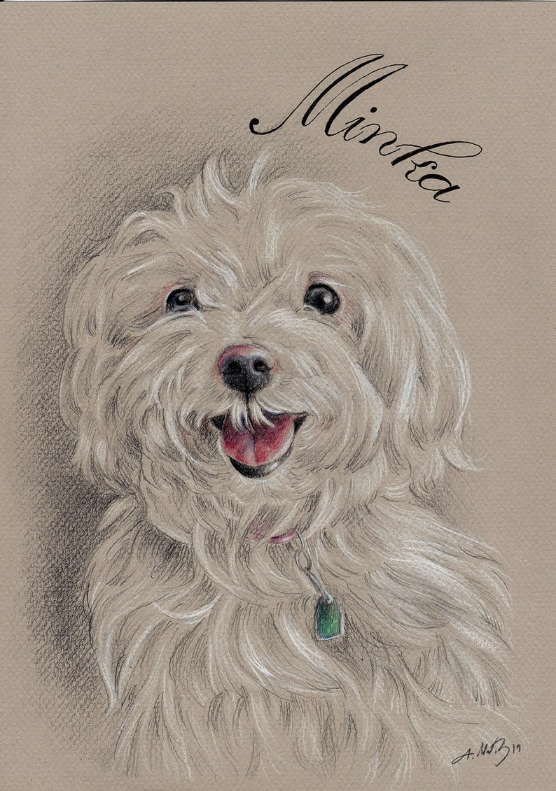 Puede incluir: Un perro blanco y esponjoso con la nariz negra y una etiqueta verde en su collar. El perro est&aacute; sonriendo y tiene la lengua fuera. El nombre del perro es "Minka" escrito en cursiva sobre el perro.