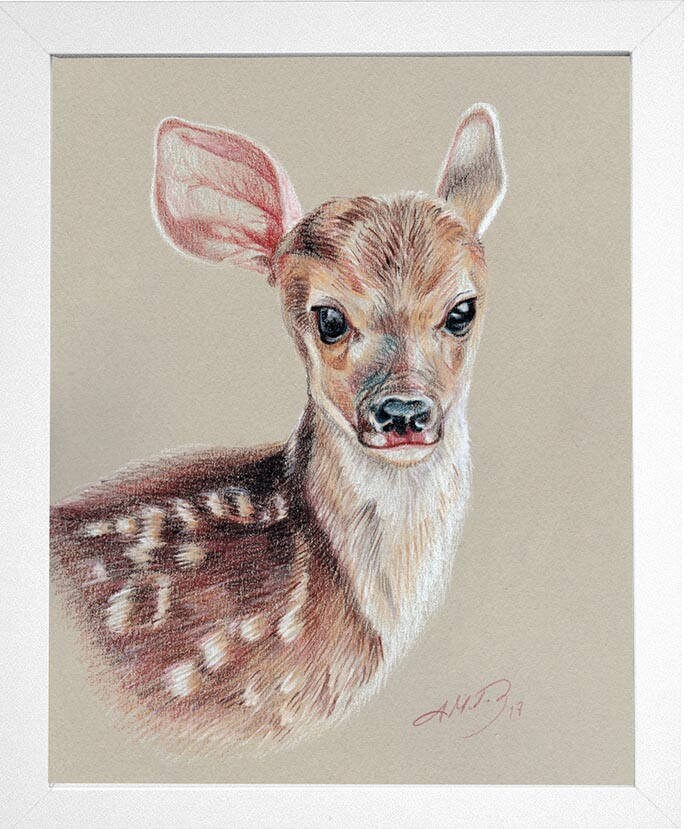 deer fawn drawing