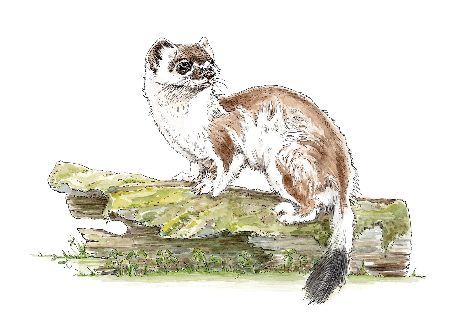 Stoat Print From an Original Ink Drawing - Ermine Coat Transition ...