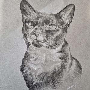 Puede incluir: Un dibujo a l&aacute;piz en blanco y negro de un gato con una expresi&oacute;n seria. El gato est&aacute; mirando hacia arriba y hacia la derecha. El dibujo est&aacute; hecho en un estilo realista.