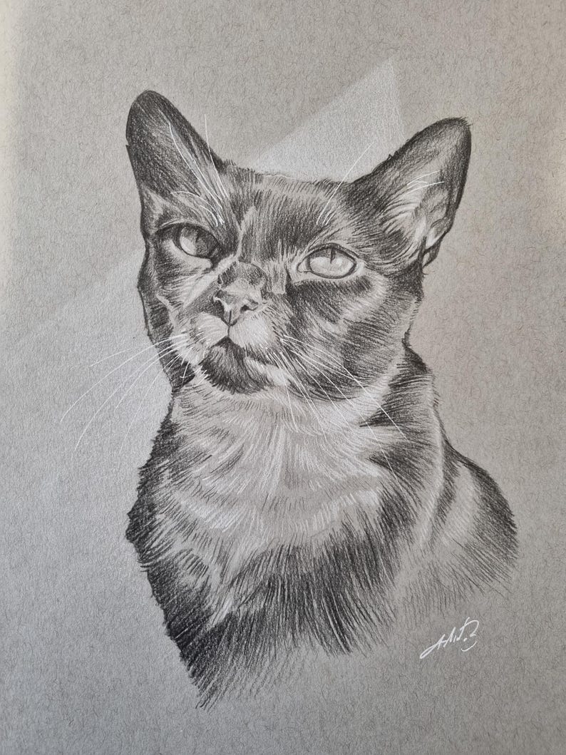 Puede incluir: Un dibujo a l&aacute;piz en blanco y negro de un gato con una expresi&oacute;n seria. El gato est&aacute; mirando hacia arriba y hacia la derecha. El dibujo est&aacute; hecho en un estilo realista.