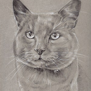 Puede incluir: Un dibujo a l&aacute;piz detallado de un gato gris con ojos verdes. El gato est&aacute; mirando directamente al espectador y lleva un collar con una etiqueta.