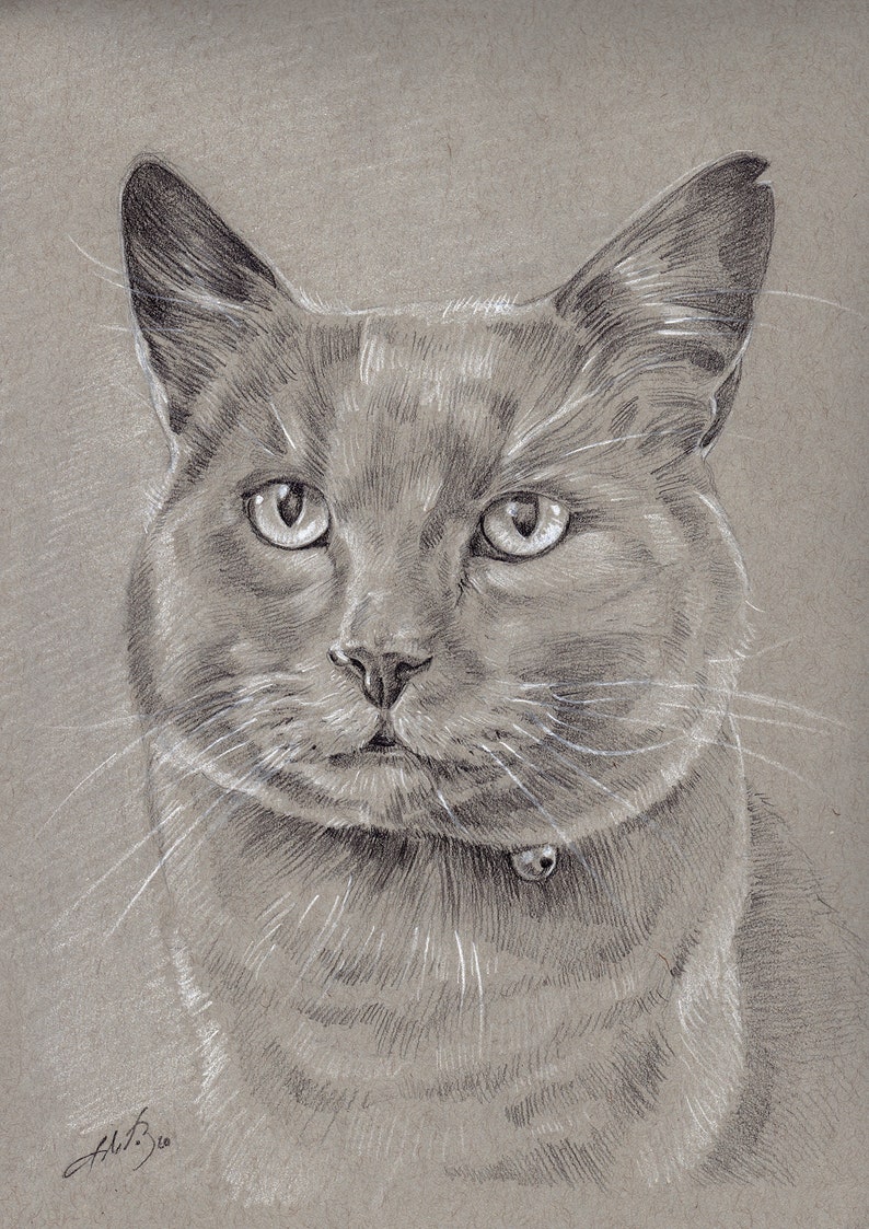 Puede incluir: Un dibujo a l&aacute;piz detallado de un gato gris con ojos verdes. El gato est&aacute; mirando directamente al espectador y lleva un collar con una etiqueta.