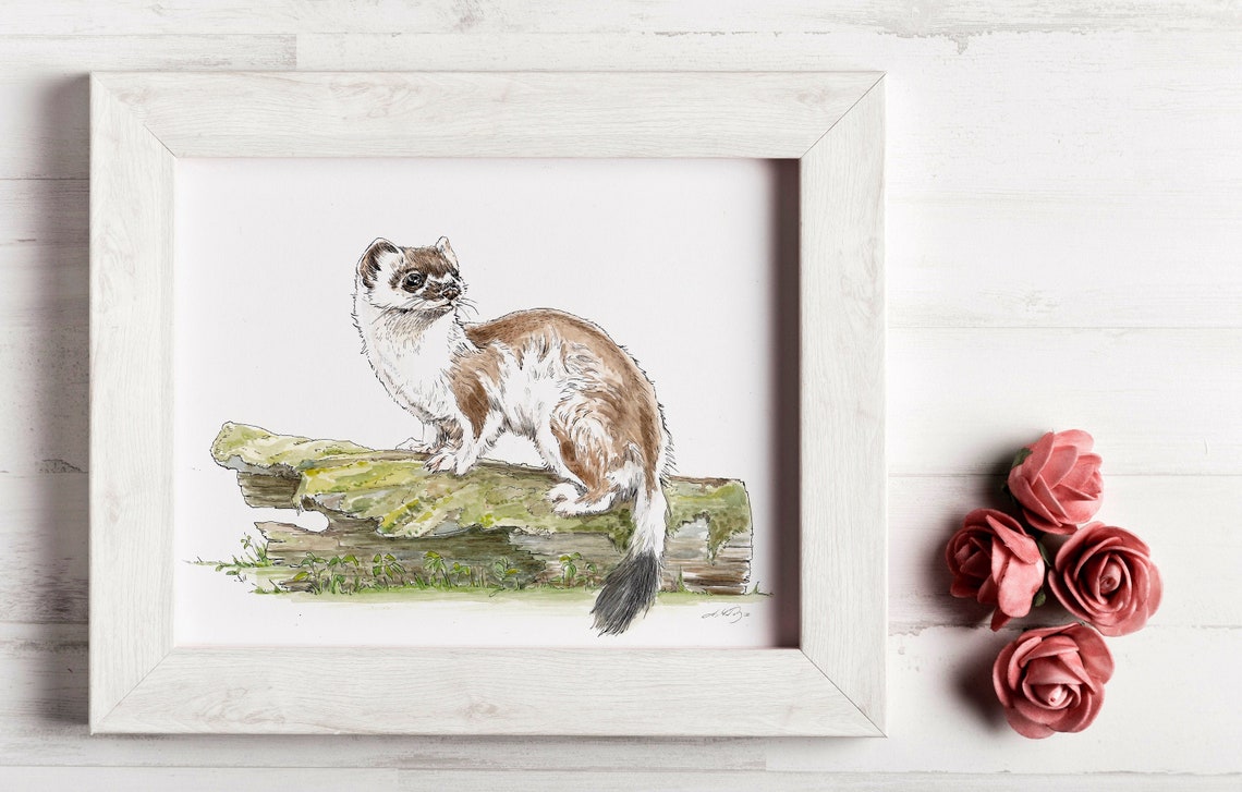 Stoat Print From an Original Ink Drawing - Ermine Coat Transition ...