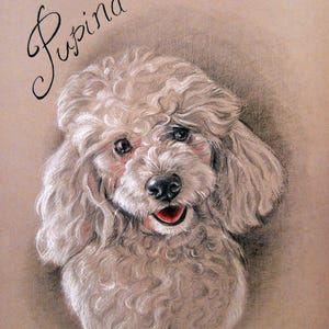 Puede incluir: Un caniche blanco con pelo rizado, mirando directamente al espectador con una expresi&oacute;n feliz. El nombre del perro, "Pupina", est&aacute; escrito en cursiva sobre la cabeza del perro.