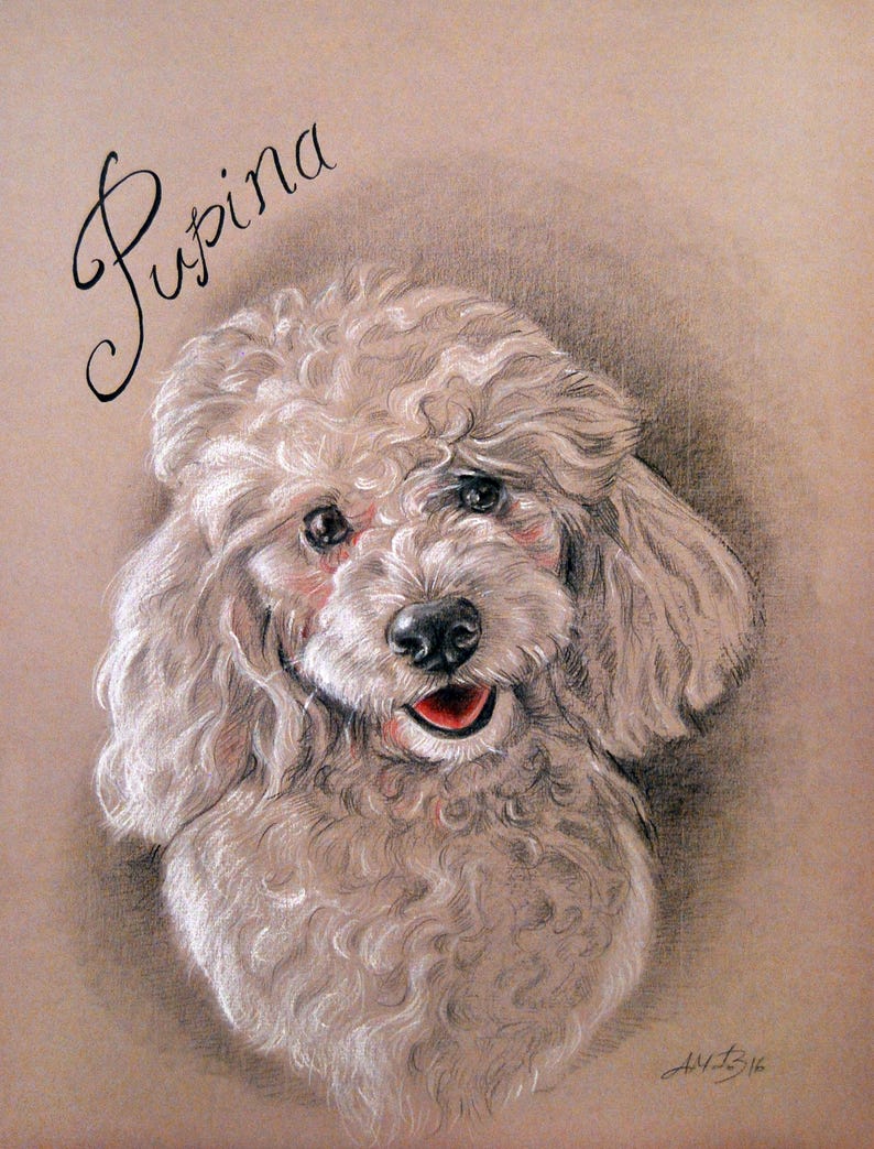 Puede incluir: Un caniche blanco con pelo rizado, mirando directamente al espectador con una expresi&oacute;n feliz. El nombre del perro, "Pupina", est&aacute; escrito en cursiva sobre la cabeza del perro.