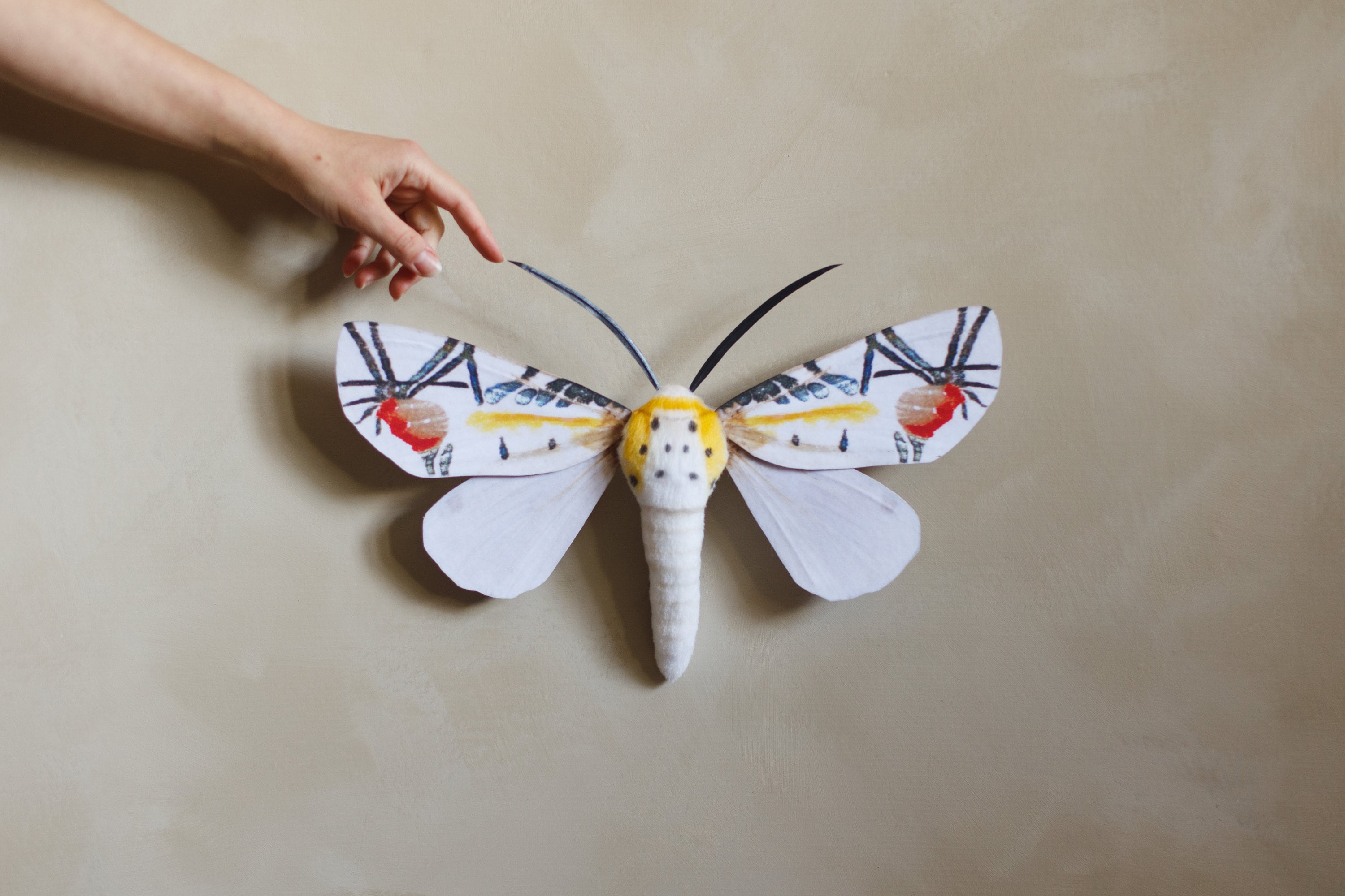 蝶　蛾　図鑑　洋書　バタフライ　Butterflies Moths 洋書◇蝶と蛾の写真集 本 図鑑 チョウ ガ 蝶々 | 洋書堂