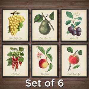 Botanical Prints SET Kitchen Restaurant Vintage Fruit Grape Strawberry Peach Pear Plum Prints Poster Illustration Wall Art Decor 2428