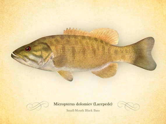 Largemouth Bass, Big mouth, Bucketmouth, Fish, Realistic, Stuffed 10 or  17