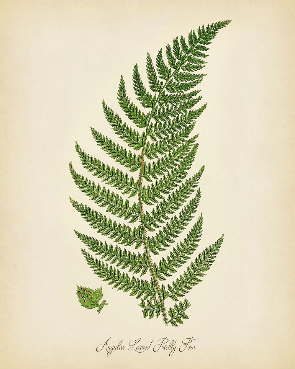 Fern Wall Art Set SET OF 4 Fern Botanical Set Botanical Etsy