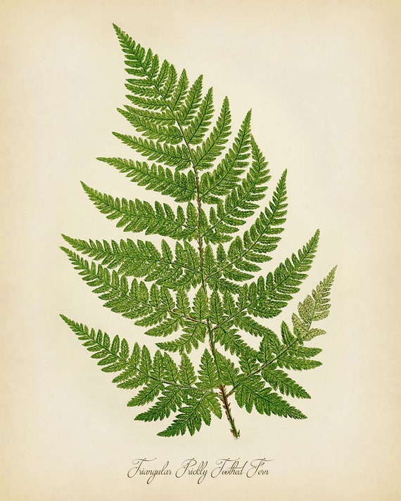 FERNS ~ Print Set of 3 Botanical Kitchen Vintage Fern Prints Wall Decor Set 2417