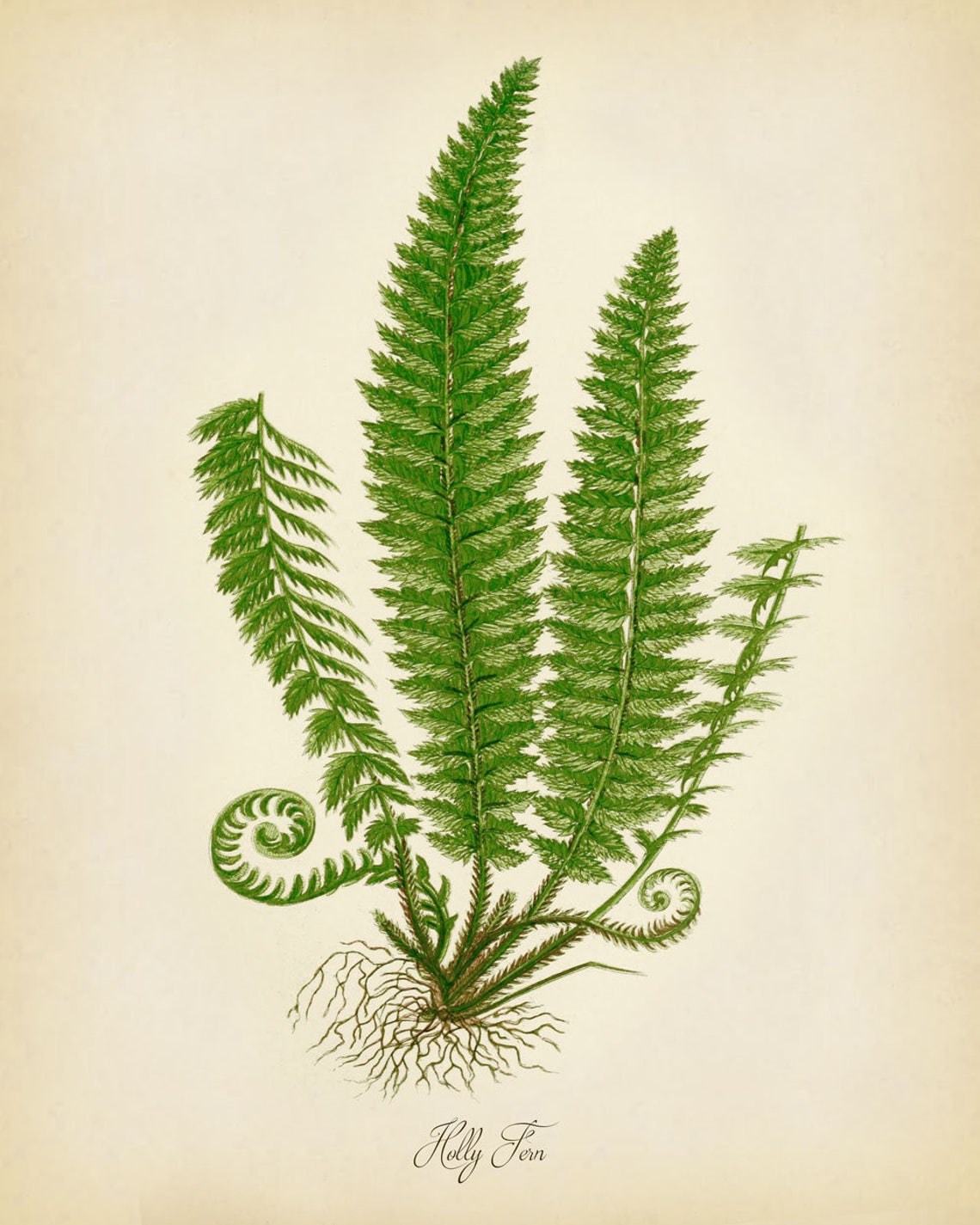 Fern Wall Art Set SET OF 4 Fern Botanical Set Botanical Etsy