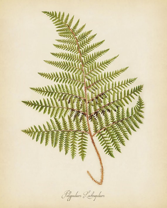 FERNS ~ Print Set of 3 Botanical Kitchen Vintage Fern Prints Wall Decor Set 2417