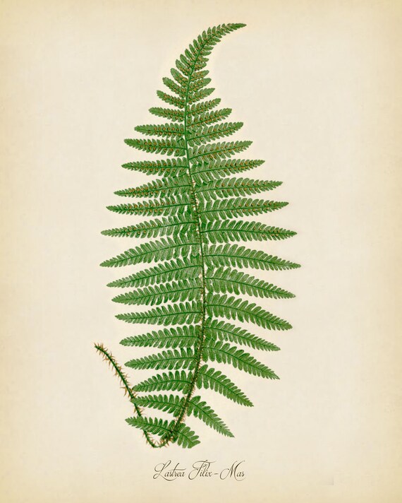 FERNS ~ Print Set of 3 Botanical Kitchen Vintage Fern Prints Wall Decor Set 2417