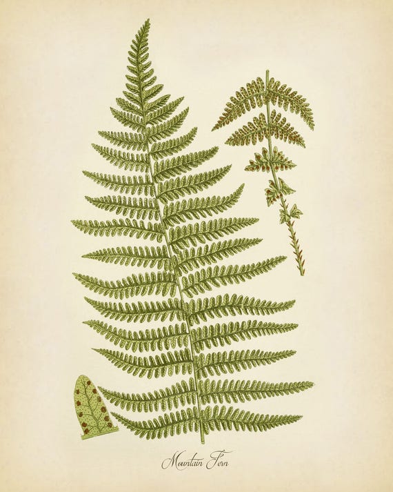 FERNS ~ Print Set of 3 Botanical Kitchen Vintage Fern Prints Wall Decor Set 2417