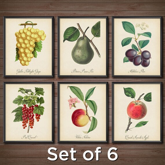 Kitchen Wall Art Wall Decor SET Vintage Botanical Art Prints Etsy