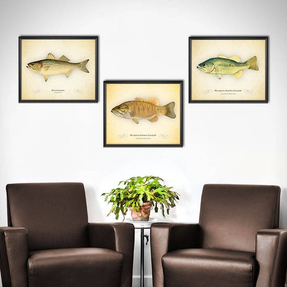 Bass Fishing Decor - Set of 3 - Bass Fishing Wall Art - Bass Fish Wall  Decor - Fishing Gifts for Men - Black Bass - Striped Bass - 2166