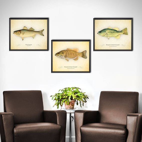 Bass Fishing Decor Set of 3 Bass Fishing Wall Art Bass Fish Wall Decor  Fishing Gifts for Men Black Bass Striped Bass 2166 